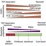 Assya's new paper, "Two types of human TCR differentially regulate reactivity to self and non-self antigens", now available in open access