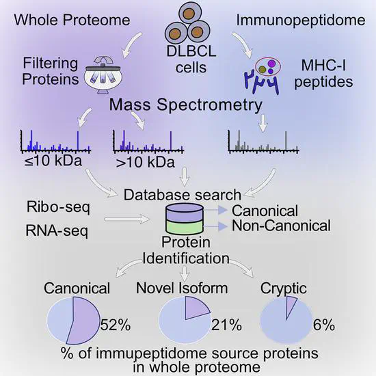 The Non-Canonical Proteome Uniquely Populates the Proteome or Immunopeptidome