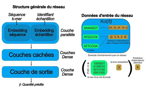 Neural network development from pan-transcriptomic k-mer tables for RNA-Seq applications