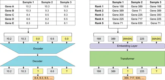 Utilisation de l'IA pour l’apprentissage de représentations RNA-Seq en transcriptomique