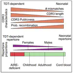 Two types of human TCR differentially regulate reactivity to self and non-self antigens